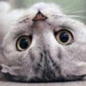 Meet your Posher, Rory